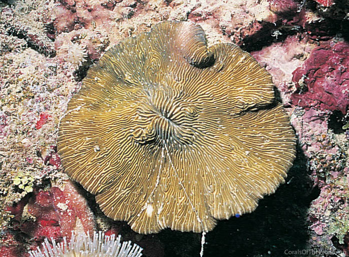 Lithophyllon lobata