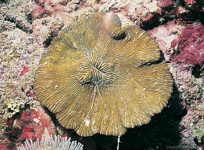 CotW: Lithophyllon lobata