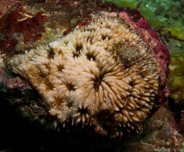 CotW: Lithophyllon mokai