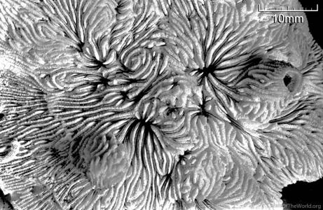 CotW: Lithophyllon mokai
