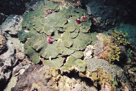 CotW preview: Lithophyllon undulatum