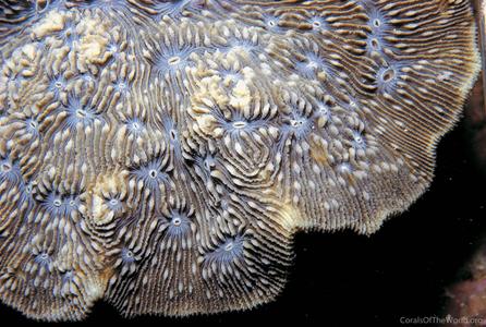 CotW: Lithophyllon undulatum