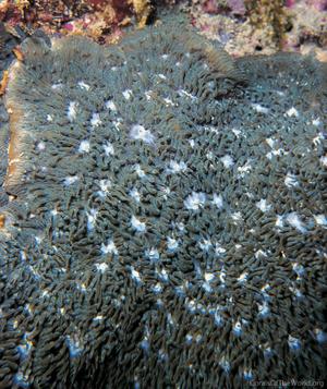 CotW: Lithophyllon undulatum