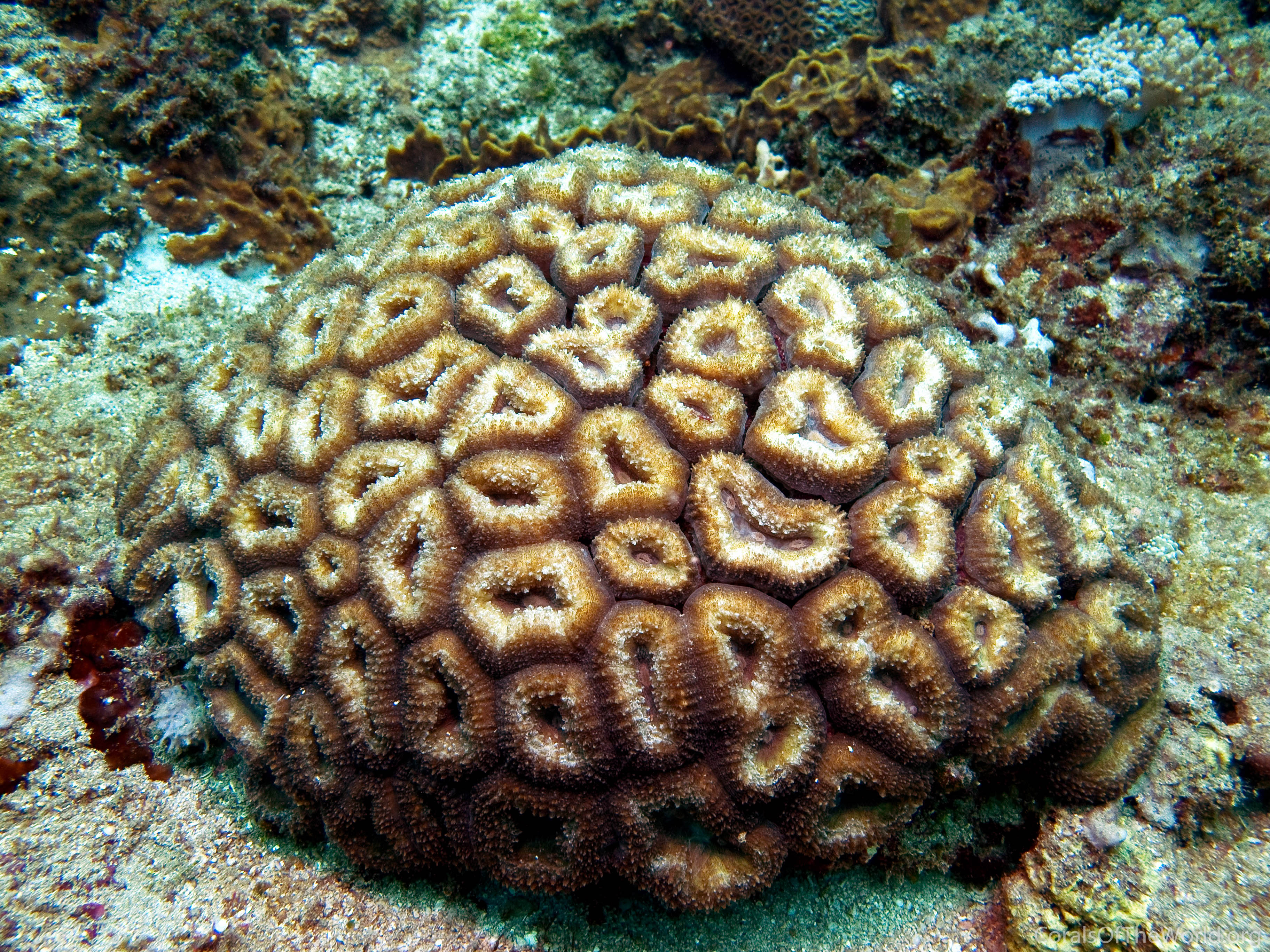 Lobophyllia corymbosa
