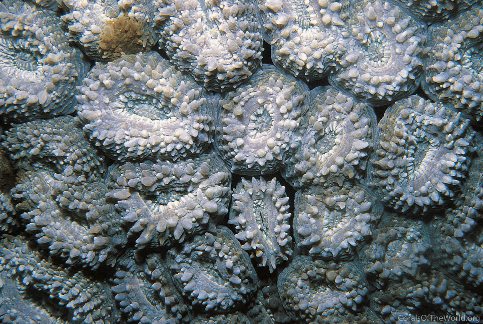 Lobophyllia dentatus