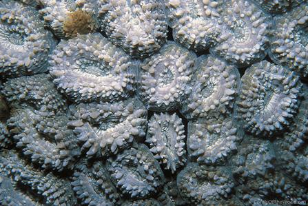 CotW preview: Lobophyllia dentatus