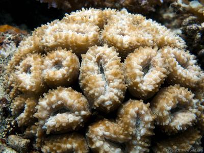 CotW preview: Lobophyllia diminuta