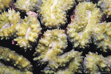 CotW preview: Lobophyllia diminuta