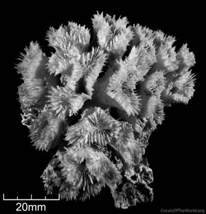 CotW: Lobophyllia diminuta