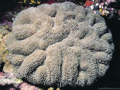 CotW: Lobophyllia flabelliformis
