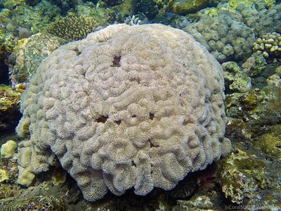 CotW: Lobophyllia flabelliformis
