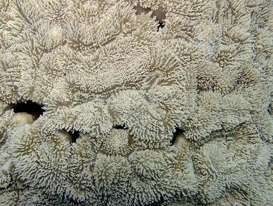 CotW: Lobophyllia flabelliformis