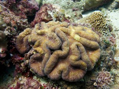 CotW: Lobophyllia hataii