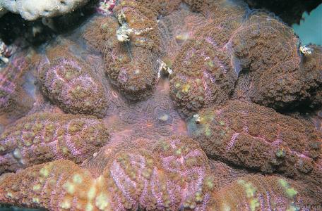 CotW: Lobophyllia hataii