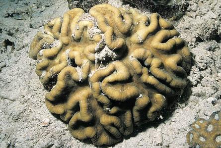 CotW: Lobophyllia hataii