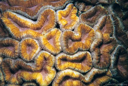 CotW: Lobophyllia hemprichii