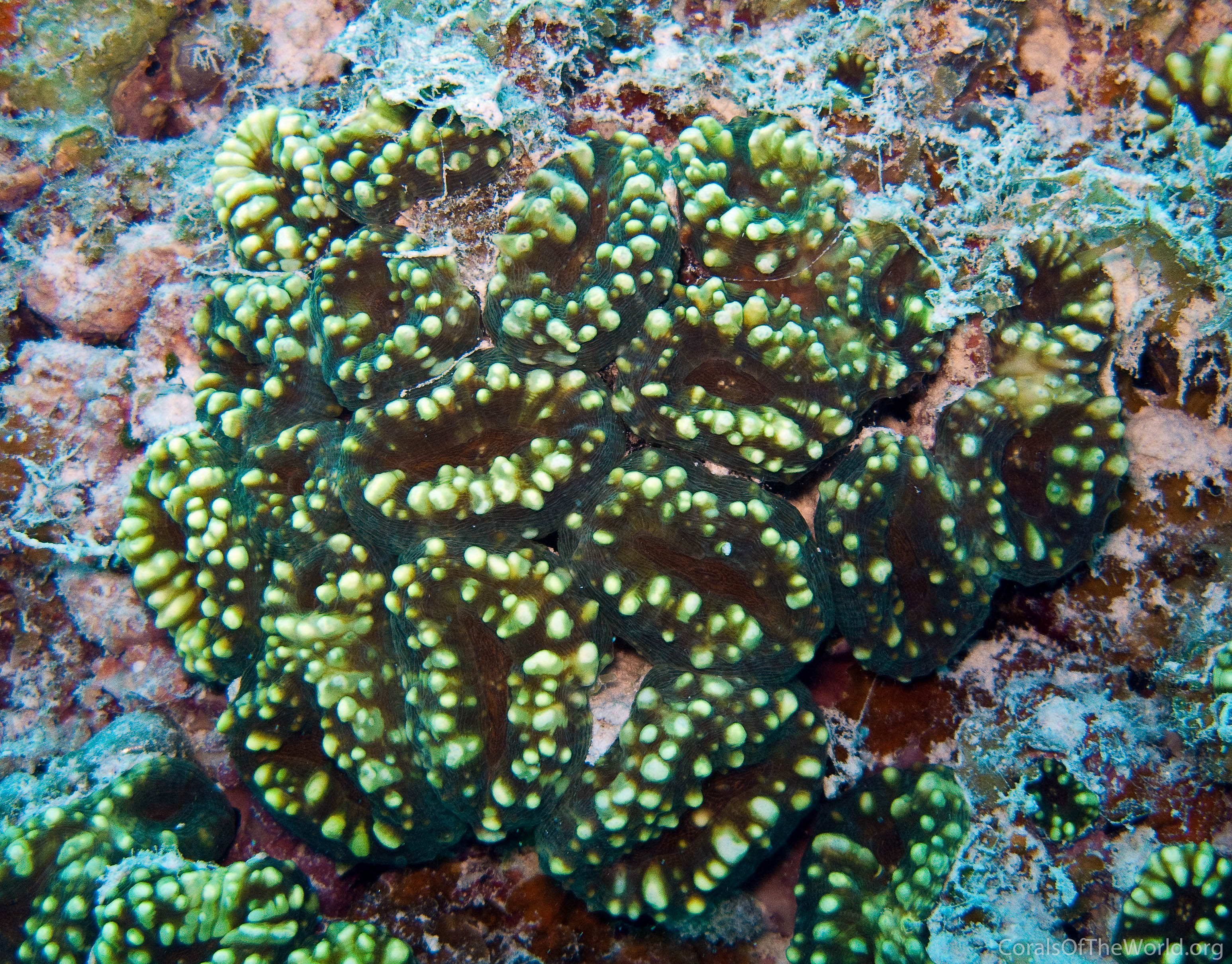Lobophyllia pachysepta