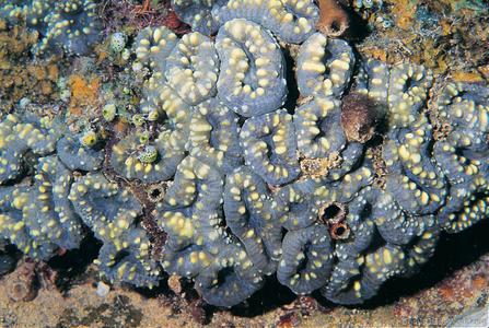 CotW: Lobophyllia pachysepta