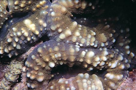 CotW: Lobophyllia pachysepta