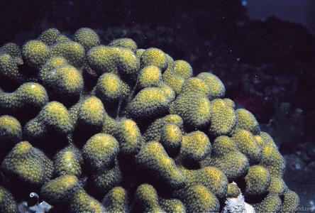 CotW: Madracis formosa