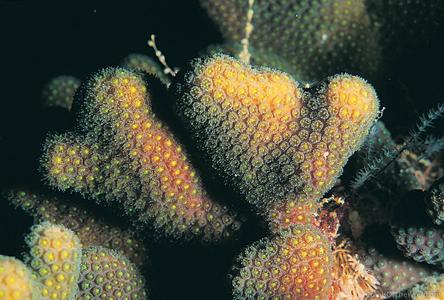 CotW: Madracis formosa