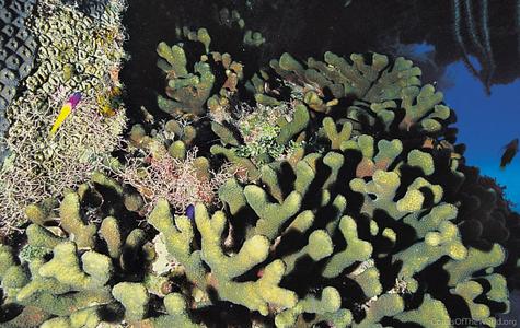 CotW: Madracis formosa