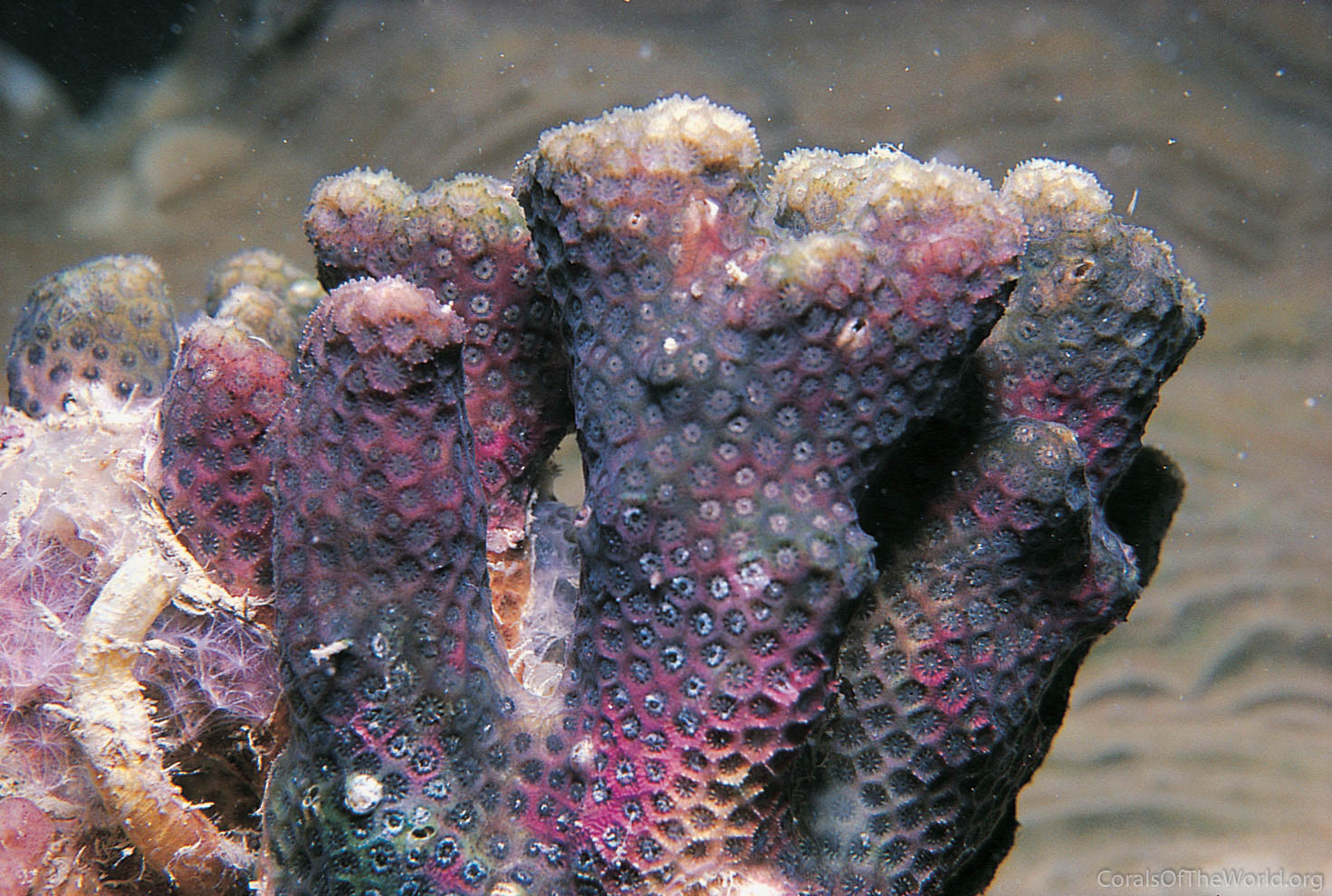 Madracis kirbyi