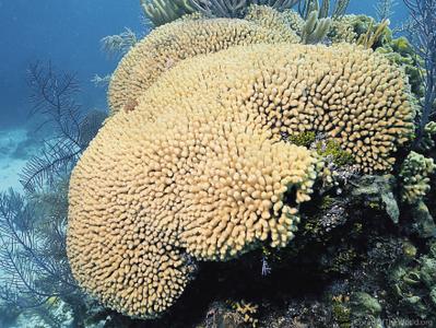 CotW: Madracis mirabilis