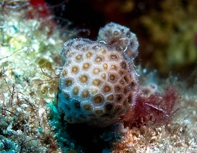 CotW: Madracis pharensis