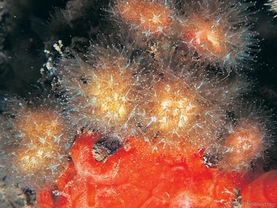 CotW: Madracis pharensis