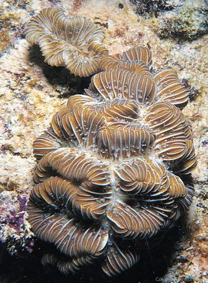 CotW preview: Meandrina brasiliensis