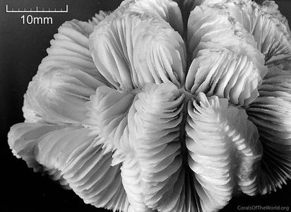 CotW: Meandrina brasiliensis
