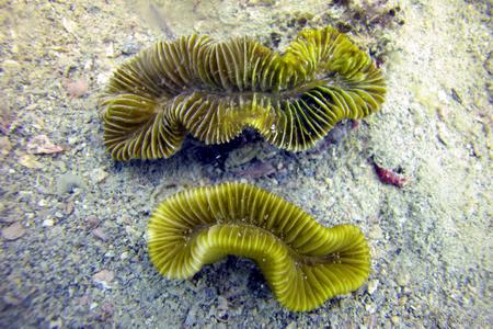 CotW preview: Meandrina danae
