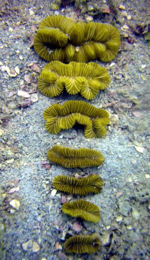CotW: Meandrina danae