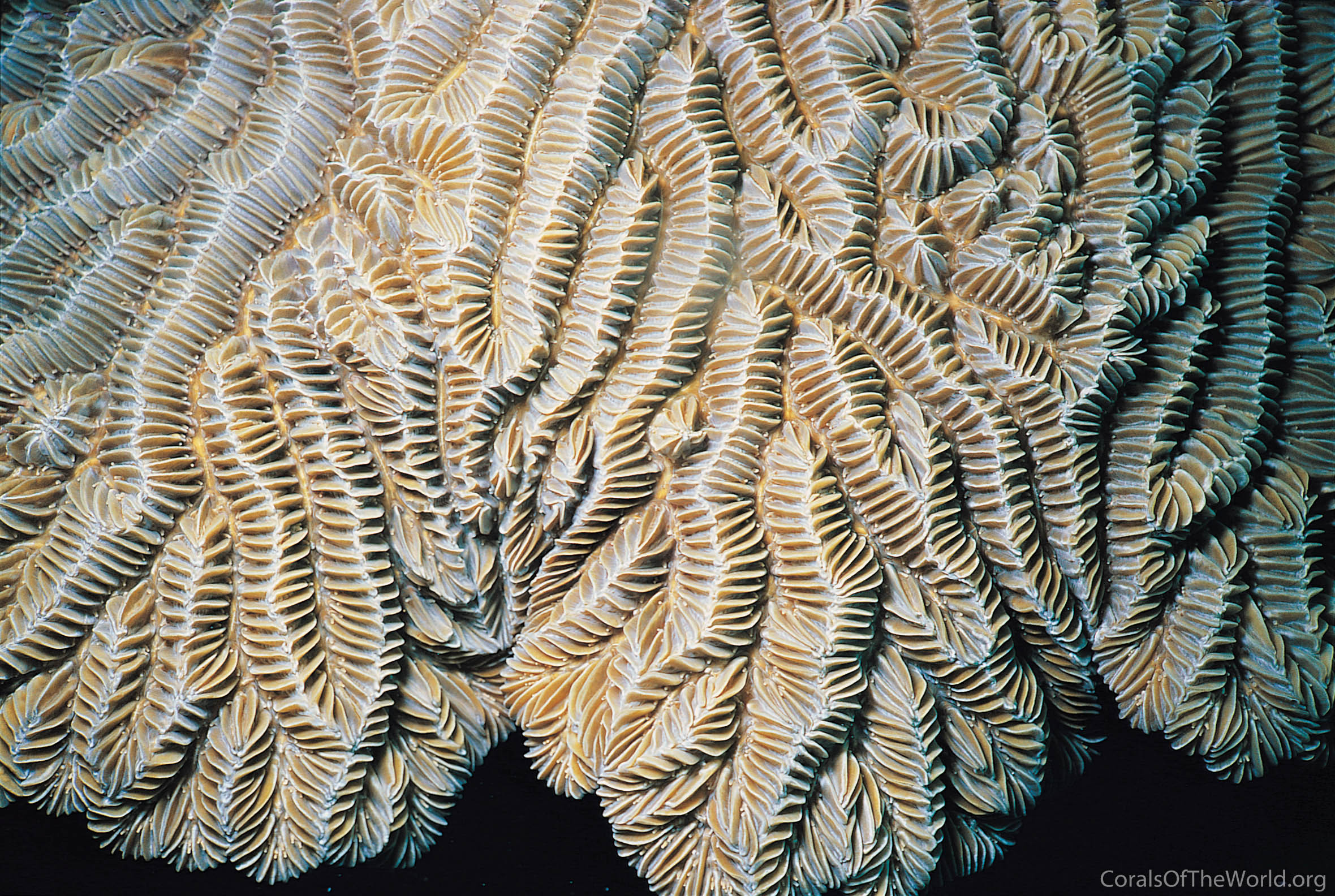 Meandrina meandrites