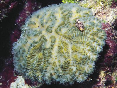 CotW: Meandrina meandrites