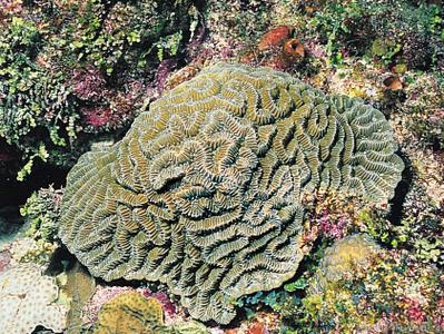 CotW: Meandrina meandrites