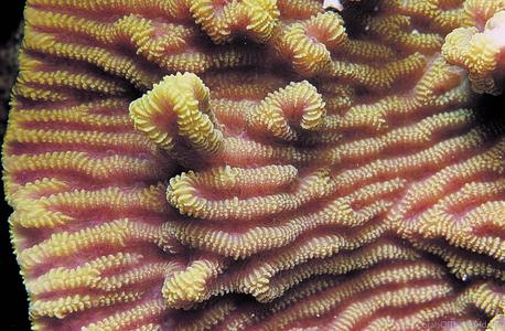 CotW: Merulina ampliata