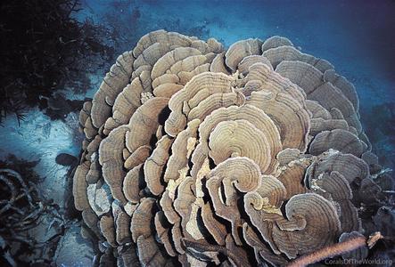 CotW: Merulina ampliata