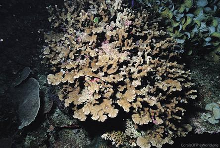 CotW: Merulina ampliata