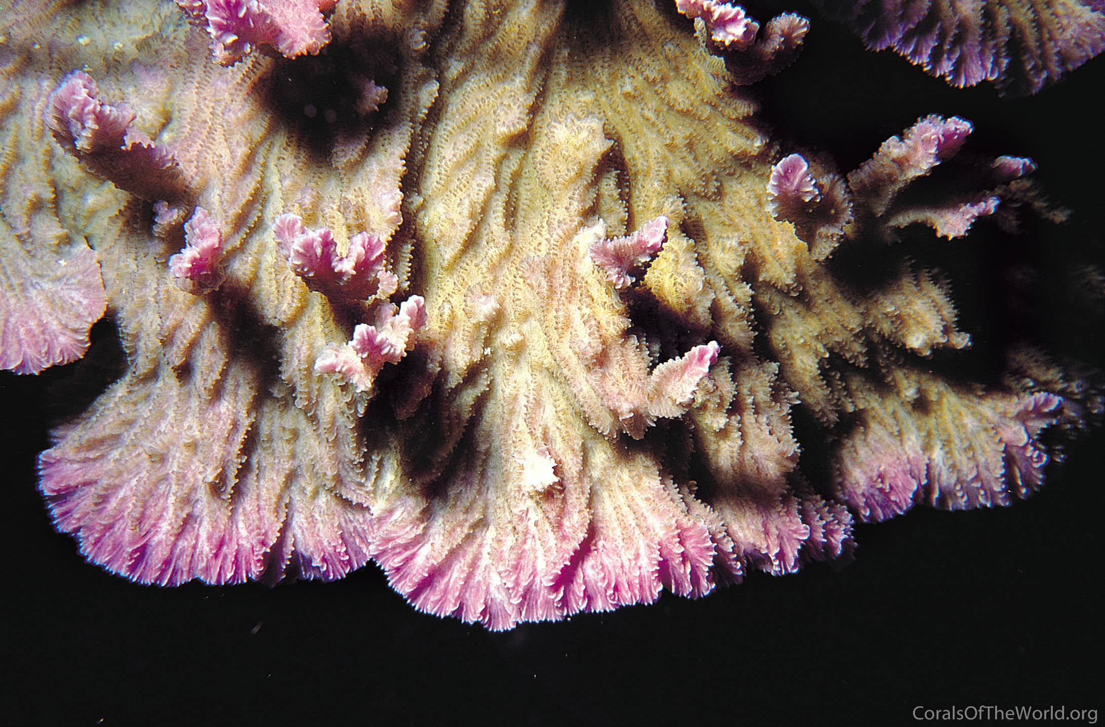 Merulina scabricula