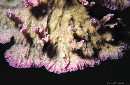 CotW preview: Merulina scabricula
