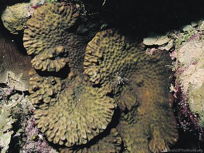 CotW preview: Merulina scheeri