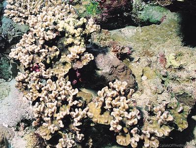 CotW: Merulina scheeri
