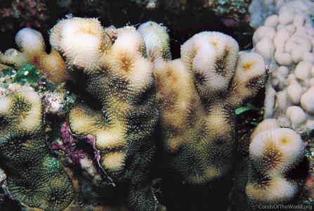 CotW: Merulina scheeri