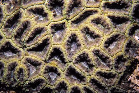 CotW: Micromussa amakusensis
