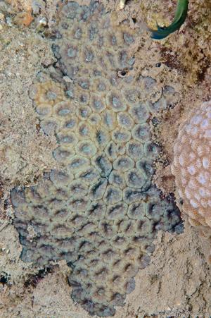 CotW: Micromussa amakusensis