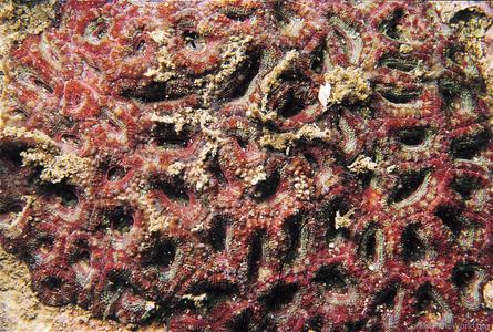 CotW: Micromussa amakusensis