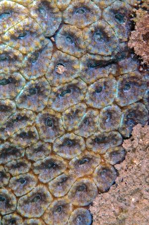 CotW: Micromussa amakusensis