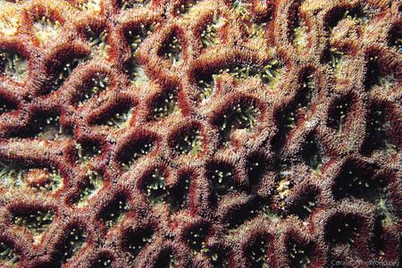 CotW: Micromussa amakusensis